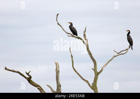 Cormorant (Phalacrocorax carbo) roosting Norfolk UK GB octobre 2022 Banque D'Images