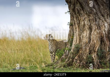 Cheetahs sous un arbre Banque D'Images