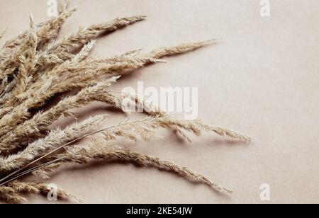 Bouquet de roseaux d'herbe de pampas sec sur fond beige Banque D'Images