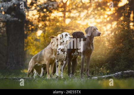 4 chiens Banque D'Images