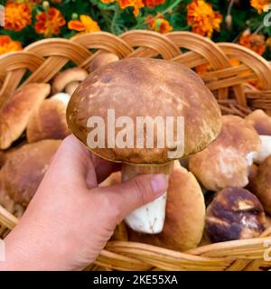 Champignons dans la main d'une femme sur le fond d'un panier de champignons Banque D'Images