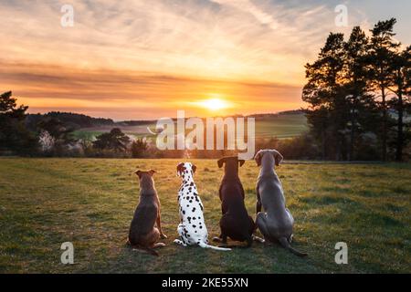 4 chiens Banque D'Images