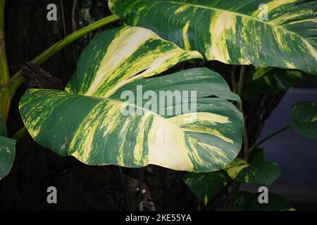 Epipremnum aureum (également appelé pothos doré, Creylon rampante, robe de chasseur, sirih gading) sur l'arbre. La plante est classée comme toxique pour les chats et les chiens Banque D'Images