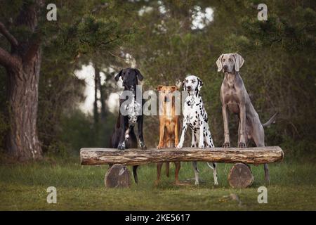 4 chiens Banque D'Images