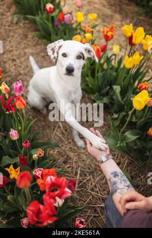 mongrel séance Banque D'Images