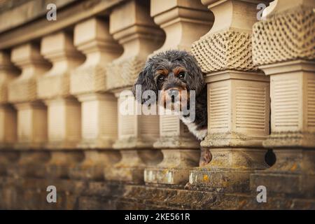 Aussidoodle Banque D'Images