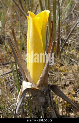 Pichet jaune de la broméliade carnivore Brocchinia réducta, Gran Sabana, Venezuela Banque D'Images