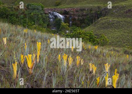 Pichets jaunes de la broméliade carnivore Brocchinia réducta devant une cascade, Gran Sabana, Venezuela Banque D'Images