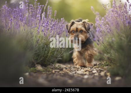 Yorkshire Terrier en été Banque D'Images