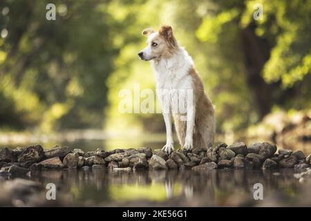 Frontière Collie sur la rive Banque D'Images