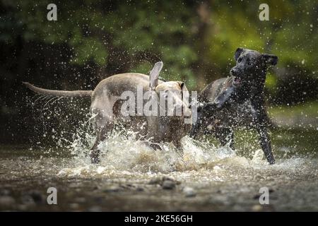 2 chiens Banque D'Images