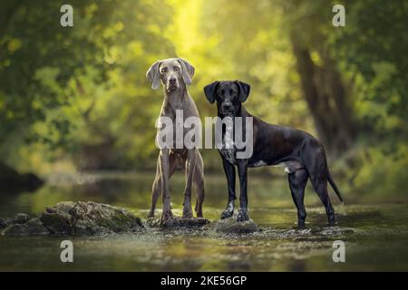 2 chiens Banque D'Images