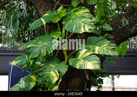 Epipremnum aureum (également appelé pothos doré, Creylon rampante, robe de chasseur, sirih gading) sur l'arbre. La plante est classée comme toxique pour les chats et les chiens Banque D'Images