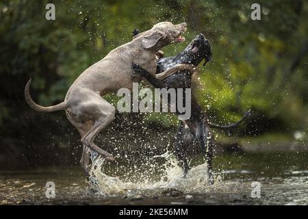 2 chiens Banque D'Images