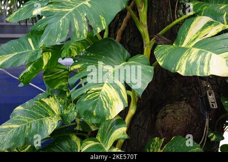 Epipremnum aureum (également appelé pothos doré, Creylon rampante, robe de chasseur, sirih gading) sur l'arbre. La plante est classée comme toxique pour les chats et les chiens Banque D'Images