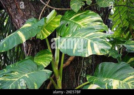 Epipremnum aureum (également appelé pothos doré, Creylon rampante, robe de chasseur, sirih gading) sur l'arbre. La plante est classée comme toxique pour les chats et les chiens Banque D'Images