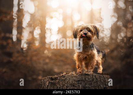 Yorkshire Terrier en automne Banque D'Images