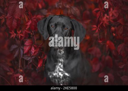 Portrait Dalmatien-Rhodésie-Ridgeback Banque D'Images