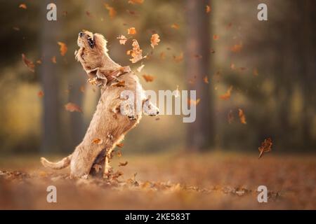 Dachshund à l'automne Banque D'Images