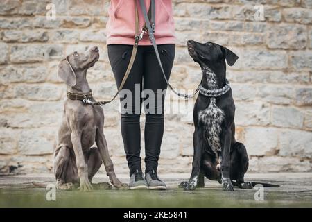 Femme et 2 chiens Banque D'Images