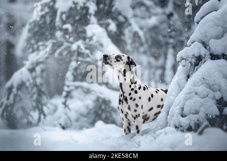 Dalmatien dans la neige Banque D'Images