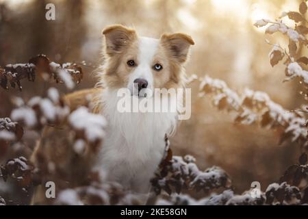 Border Collie Banque D'Images