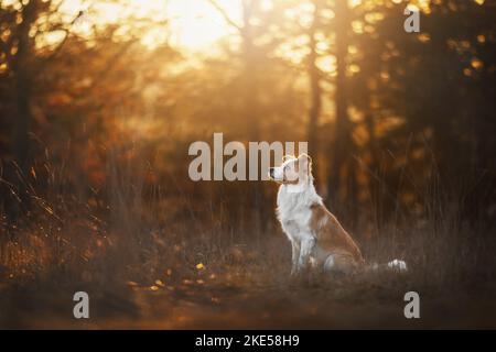 Bordure rouge-blanche Collie Banque D'Images