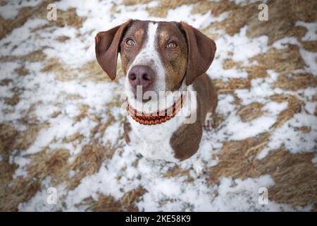 mongrel séance Banque D'Images