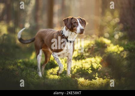 mongrel dans la partie avant Banque D'Images