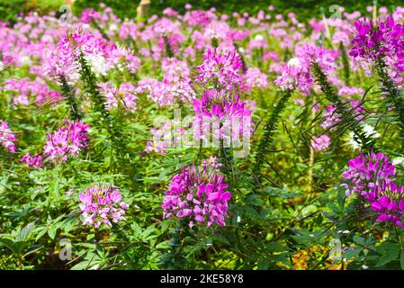 Champ de fleurs de Cléome spinosa ou de spiderflower épineux à Da Lat au Vietnam Banque D'Images