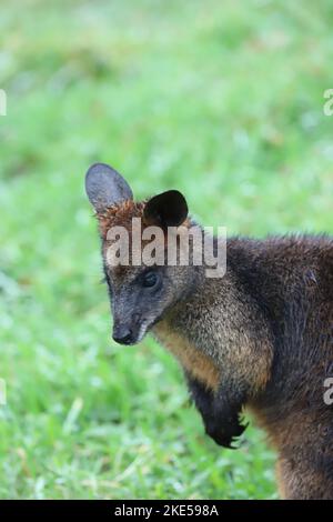 Un cliché vertical d'un beau petit wallaby de marais debout sur l'herbe dans un parc vert Banque D'Images