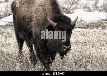 Sépia d'un gros bison brun européen (Bison bonasus) qui broutage dans un champ sur fond flou Banque D'Images