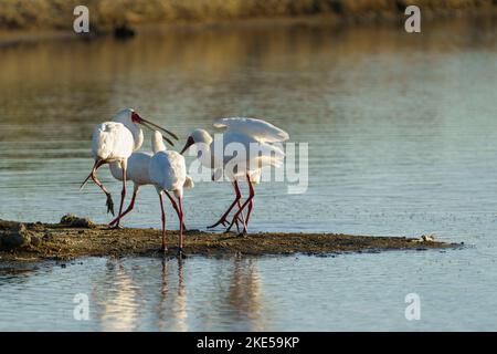 Des promenades en groupe de Spoonbills africains (Platalea alba) le long d'un lac. Parc national de Hwange, Zimbabwe, Afrique Banque D'Images