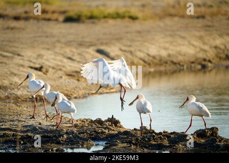 Des promenades en groupe de Spoonbills africains (Platalea alba) le long d'un lac. Parc national de Hwange, Zimbabwe, Afrique Banque D'Images