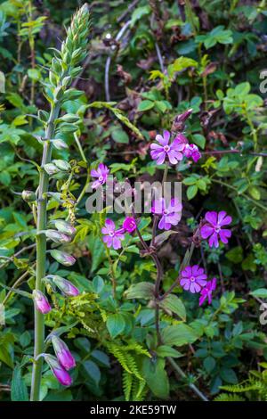 Silene dioica, Red Campion et Digitalis purpurea, Foxglove poussant au début de l'été dans un hedgerow Banque D'Images
