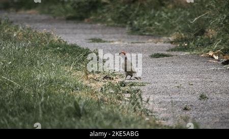 Un jeune pic vert européen, Picus viridis sur le sol entouré d'herbe verte. Banque D'Images