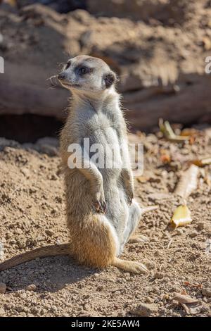 Un gros plan d'un petit meerkat dans le zoo de San Diego Banque D'Images