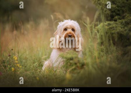 Cockerpoo en été Banque D'Images