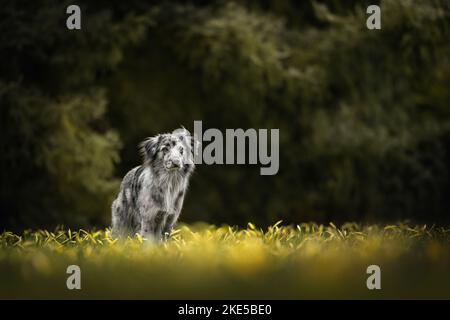 Chien de mouton pyrénéen Banque D'Images