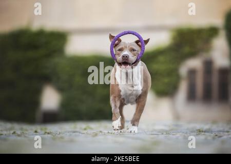 American Pit Bull en été Banque D'Images