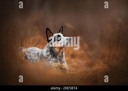 Chien de bétail australien en automne Banque D'Images