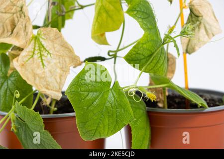 Feuilles séchées sur concombres. Mauvais soin des concombres d'intérieur lorsqu'ils sont cultivés à la maison dans des pots Banque D'Images