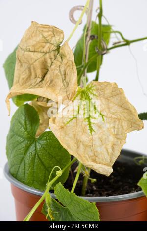 Feuilles séchées sur concombres. Mauvais soin des concombres d'intérieur lorsqu'ils sont cultivés à la maison dans des pots Banque D'Images