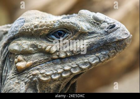 Iguane rhinocéros Banque D'Images