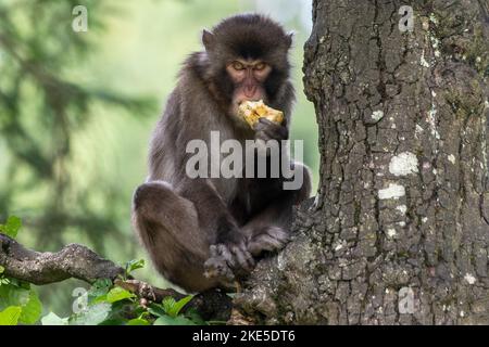 Macaque japonais Banque D'Images