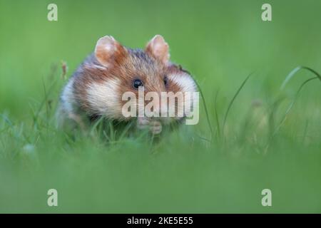 Hamster eurasien Banque D'Images