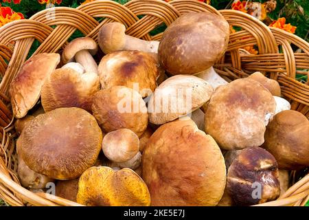 Champignons. Panier complet avec gros plan de champignons. Coup de pied de champignons Banque D'Images