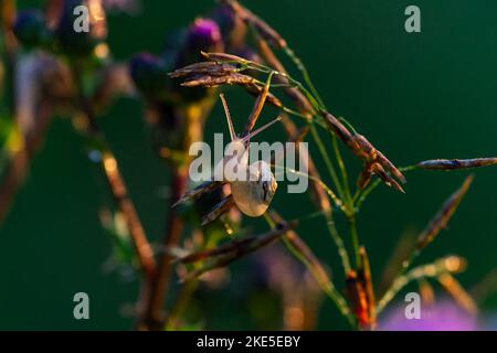 Gros plan d'un escargot translucide rampant sur une plante sèche Banque D'Images