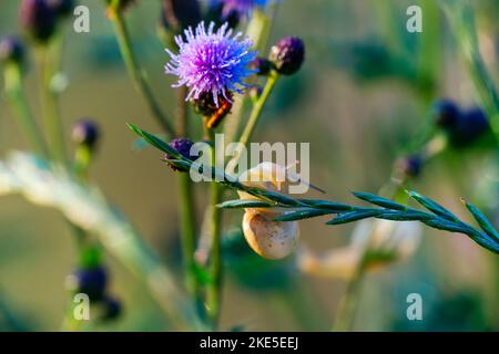 Gros plan d'un petit snaï accroché à une plante de fleur de chardon violet Banque D'Images