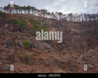 La Turquie lutte contre les incendies de forêt depuis le 28 juillet 2021. Forêts de Manavgat après l'incendie de 2021. Travaux pour enlever les arbres brûlés des montagnes taurus de la région d'Antalya, Turquie après le feu de forêt Banque D'Images